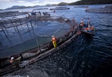 “Estado Salmonero” el documental que busca frenar expansión de salmoneras a Magallanes y Tierra del Fuego se estrena online