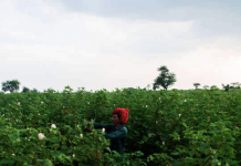 Agricultura orgánica regenerativa: De la granja a una polera